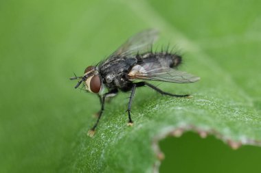 Avrupalı kıllı bir Tachinid sineği olan Exorista Rustica 'nın yeşil bir yaprağın üzerinde otururken doğal yakın çekimi.