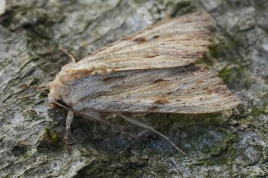 Avrupa Işık Kemerleri baykuş güvesi, Apamea lithoxylaea ve ahşap üzerine detaylı doğal yaklaşım