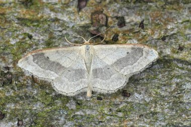 Detailed closeup on a European Riband wave geometer moth, Idaea aversata with spread wings on wood clipart