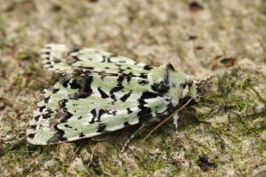 Avrupa 'nın renkli, ender bulunan Merveille du Jour baykuş güvesi Moma alpium' a doğal olarak yakın çekim.