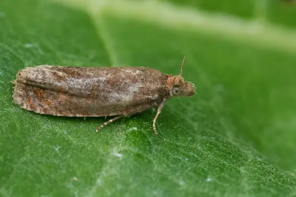 stock image Natural closeup on the rare European Epiblema turbidana micro crambid moth, a specialist on butterbur, Petasites plants