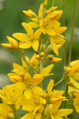 Sarıların ya da bahçelerin parlak sarı çiçeklerine doğal dikey yakın plan Lysimachia vulgaris