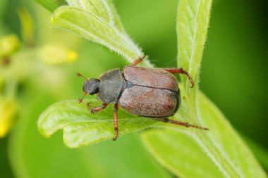 Natural closeup on an emerging Salland beetle, Hoplia philanthus, a pest species for gardens clipart
