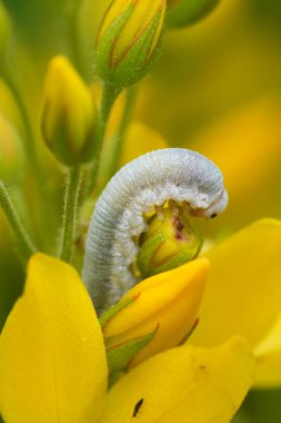 Monostegia abdominalis testere sineğinin beyaz renkli tırtılına, sarı gevşetici çiçeklerin üzerine renkli bir yakın plan.