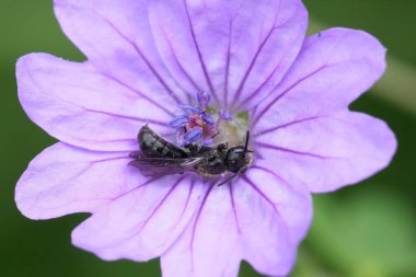 Mor geranium pirenaicum çiçeğindeki Chelostoma campanularum, Avrupa 'daki küçük bir arı için doğal bir yakın plan.