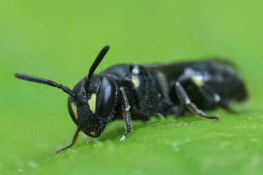 Natural closeup on a female Common European yellow-face solitary bee, Hylaeus communis on a green leaf clipart