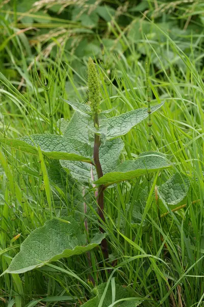 stock image Natural vertical closeup on an emerging black mullein, Verbascum nigrum, wildflower