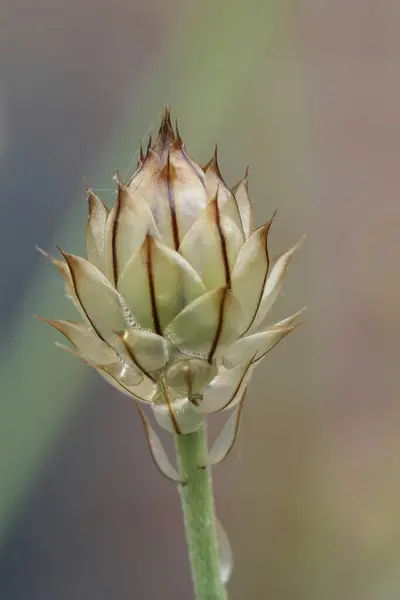 stock image Natural closeup on an emerging flowerbud of the Cupids dart wildflower, Catananche caerulea