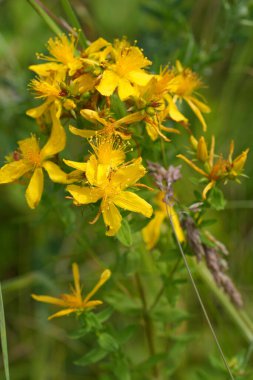 St. John otunun yabani otuna doğal dikey yakın çekim, çayırdaki Hypericum Performansı