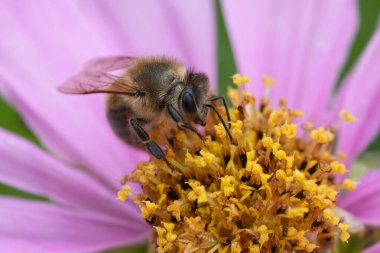 Kıllı bir Avrupalı bal arısı olan Apis Mellifera 'nın bahçede mor bir kozmos çiçeğinin üzerinde oturması doğal bir yakınlaşmadır.