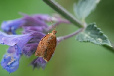 Detailed closeup on a small Euroipean brown privet tortrix moth, Clepsis consimilana on a purple flower clipart