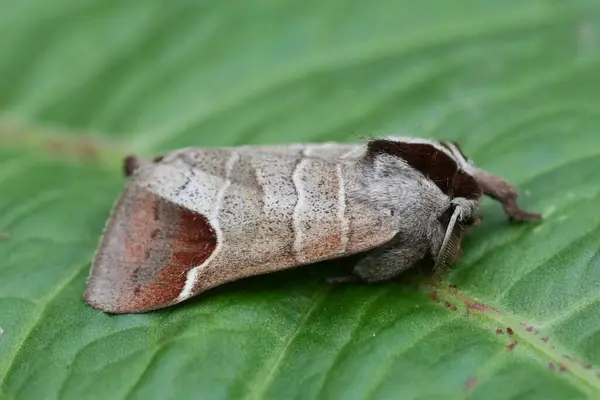 Stock image Detailed closeup on a European Chocolate-tip moth, Clostera curtula sitting ona green leaf in the garden