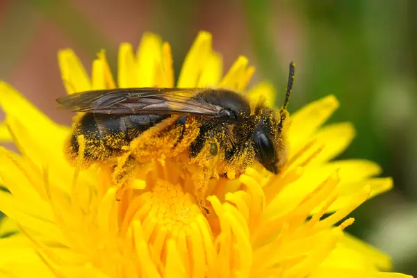 stock image Natural colorful closeup on a female of the rare buff-tailed or catsear mining bee, Andrena humilis on a dandelion , it's host plant