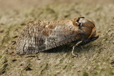 Natural closeup on the large European Goat moth, Cossus cossus apecies pest of broad-leafed trees clipart