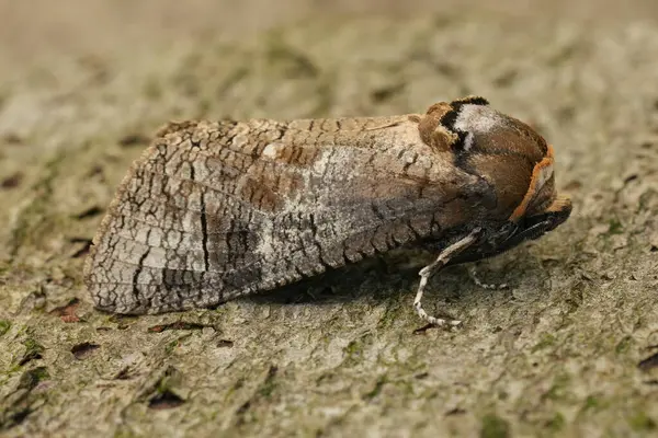 stock image Natural closeup on the large European Goat moth, Cossus cossus apecies pest of broad-leafed trees