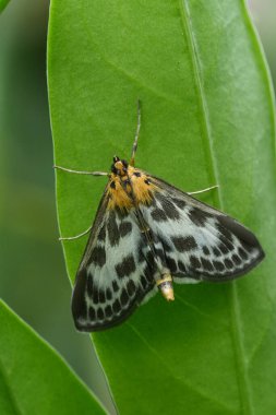 Natural closeup on a white and brown patterned pyralid small magpie moth, Anania hortulata on green leaf clipart