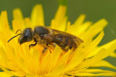 Avrupa 'nın büyük bantlı arısı Halictus scabiosae' nin sarı çiçekli dişisine doğal olarak yaklaşıyoruz.