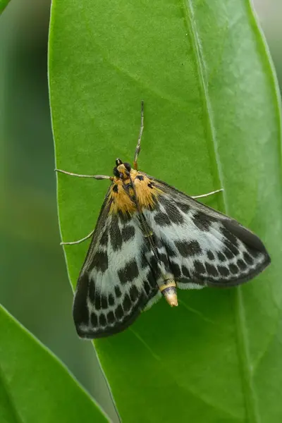 stock image Natural closeup on a white and brown patterned pyralid small magpie moth, Anania hortulata on green leaf