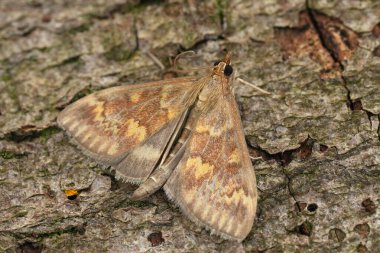 Natural closeup on a European Corn-borer moth, Ostrinia nubilalis, an agricultural pest species peticular to maize clipart