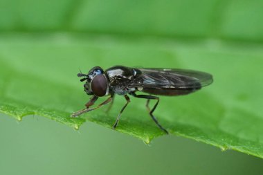 Bitki örtüsünde oturan üç telli Sedgesitter hoverfly, Platycheirus albimanus 'un doğal yakın çekimi.