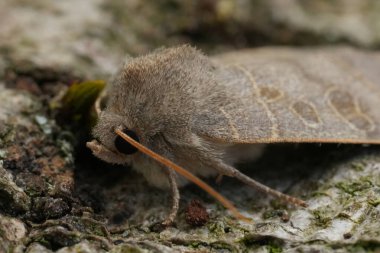 Avrupa sarmaşığının Rustik baykuş güvesi Hoplodrina ambigua 'nın ahşap üzerinde detaylı görüntüsü