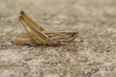 Jersey çekirgesinin doğal yakın çekimi, Euchorthippus elegantulus bir taşın üzerinde oturuyor.