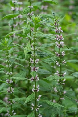Çiçek açan doğal dikey çekim. Sıradan yaban otları, Leonurus Caraca.
