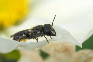 Natural detailed closeup on a European large-headed resin bee, Heriades truncorum on a white flower in the garden clipart