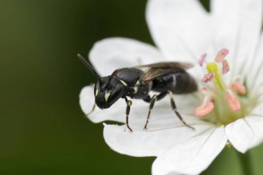 Avrupai hyalin spatulası maskeli küçük dişi arı Hylaeus hyalinatus 'un doğal detaylı görüntüsü.