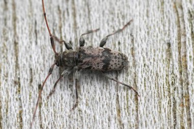 Detailed closeup European longhorn beetle, Leiopus femoratus on a piece of wood clipart