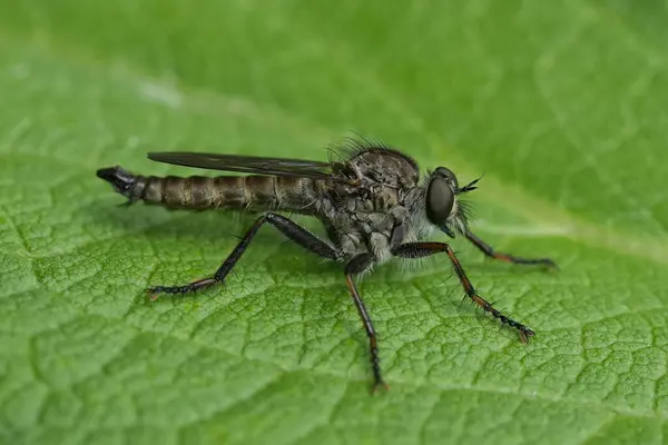 Stock image Natural detailed closeup on a European Male Kite-tailed Robberfly, Tolmerus atricapillus on a green leaf