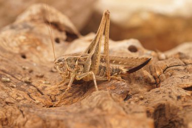 Natural closeup on a European Tuberous Grey Bush-cricket , Platycleis affinis from the Gard, France clipart