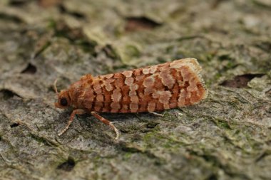 Detailed closeup on the European Orange Pine Tortrix micro moth, Lozotaeniodes formosana sitting on wood clipart