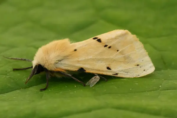 stock image Natural closeup on the yellow European buff ermine owlet moth, Spilosoma lutea