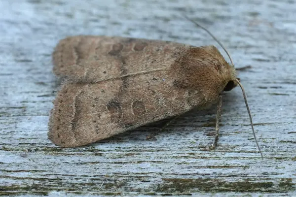 stock image Detailed lcoseup on the European Uncertain owlet moth, Hoplodrina octogenaria on wood