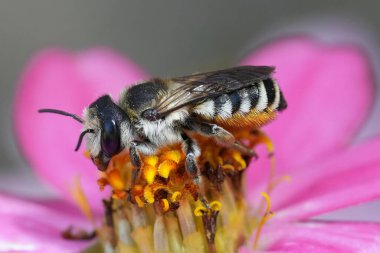 Fransa 'nın Gard kentinde pembe bir çiçeğin üzerinde oturan beyaz yapraklı bir arı olan Megachile Albisecta' ya doğal renklerle yakın plan.