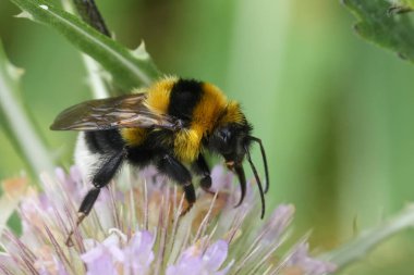 Natural detailed closeup on cute fluffy a colorful queen European Large garden bumblebee, Bombus ruderatus on a pink Dipsacus fullonum flower clipart