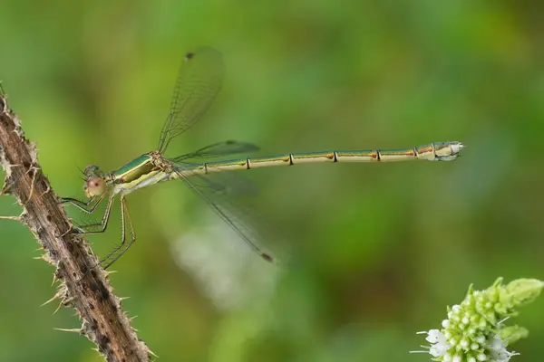 Stock image Detailed closeup on a European metallic green small rush or Small Spreadwing damselfly, Lestes virens, perched in vegetation