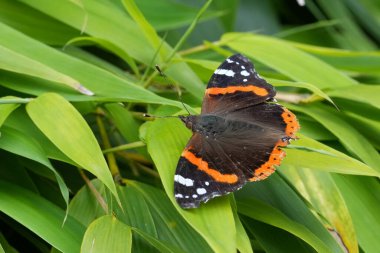 Detailed natural closeup on a colorful Red Admiral butterfly, Vanessa atalanta in the garden clipart