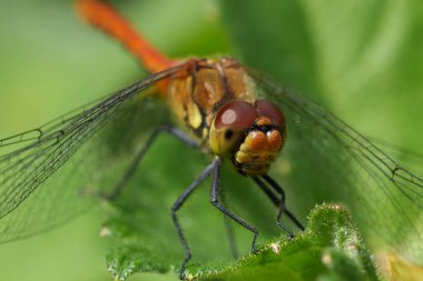 Genç, tam olarak renkli olmayan erkek Ruddy Darter 'ın doğal yüz görüntüsü, çayırdaki Sympetrum Sanguineum.