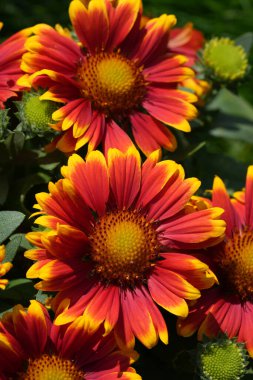 Natural closeup on colorful bright red to orange flowering common blanketflower, Gaillardia aristata in the garden clipart