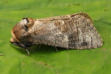 Natural closeup on the large European Goat moth, Cossus cossus apecies pest of broad-leafed trees clipart