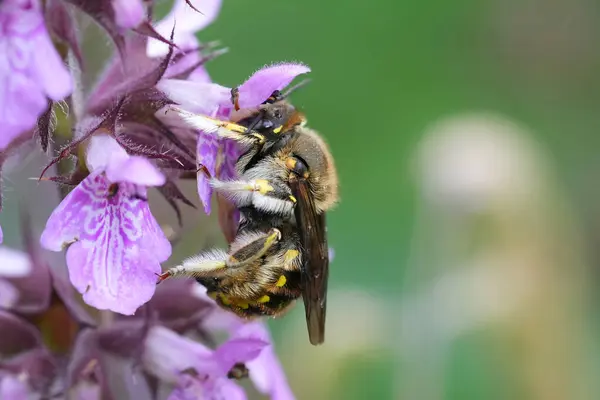 stock image Natural closeup on a male European Common woolcarder bee, Anthidium manicatum on a purple Stachys flower
