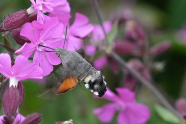 Natural closeup on the colorful hummingbird hawk-moth, Macroglossum stellatarum drinking nectar from a pink flowering red campion, Silene dioica in the garden clipart