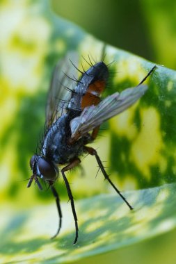 Detailed closeup on a European slender tachnid fly. Mintho rufiventris, on a green leaf in the garden clipart