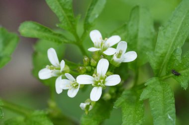 Woodland, Wavy ya da Flexuous Bittercress, Cardamine flexuosa 'nın küçük, kırılgan beyaz çiçeklerine doğal olarak yakın çekim