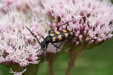 Natural closeup on the European Four-banded, Longhorn beetle, Leptura quadrifasciata on a pink flowering hemp agrimony clipart