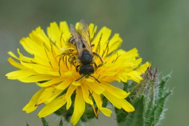 Sarı çiçekli Halictus scabiosae adında büyük bantlı bir dişi arıya yakından bakın.