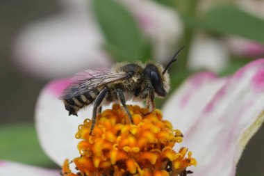Natural detailed closeup on a male White-sectioned leafcutter bee, Megachile albisecta on top of a flower