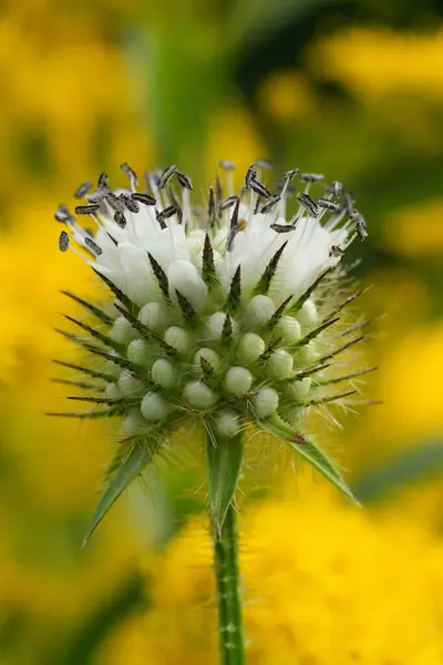 stock image Natural closeup on a flowering small teasel wildflower, Dipsacus pilosus against a yellow background